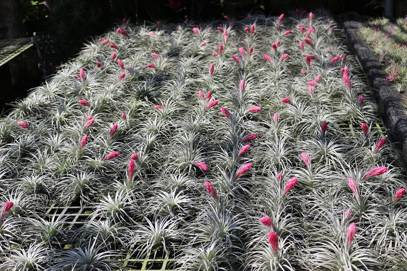 Air Plants